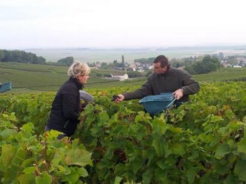 Vendanges 2013 Harvest - Champagne Boulard F. et F.